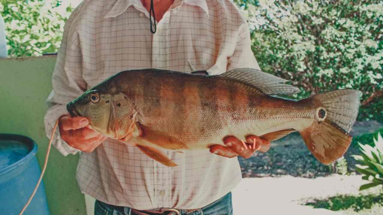 The Thrill of Fishing for Peacock Bass: Tips and Tricks