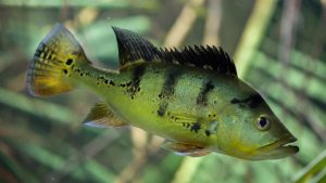 Peacock Bass