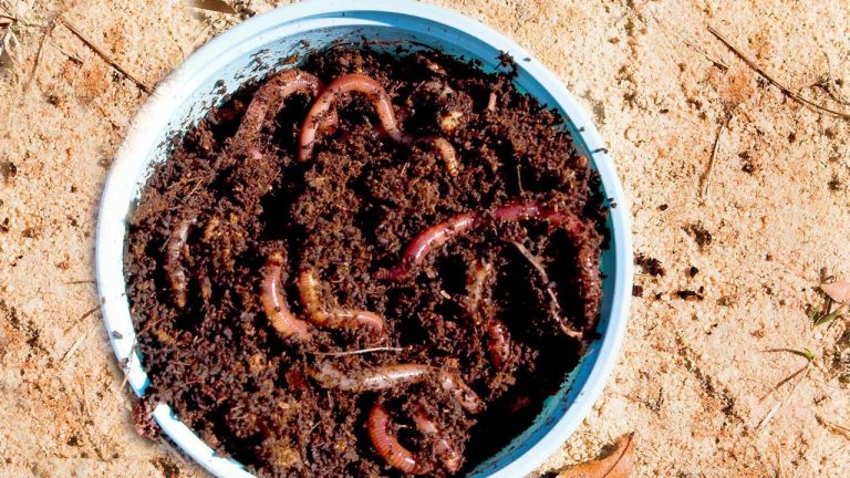 What is the Best Bait for Drift Fishing?