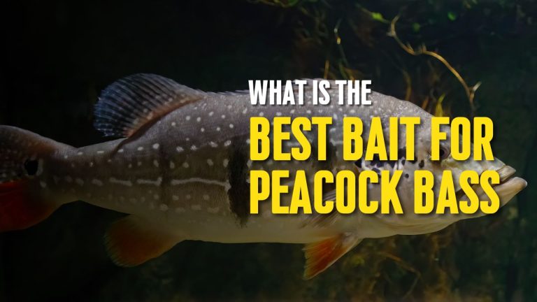 What is the Best Bait for Peacock Bass? A Comprehensive Guide