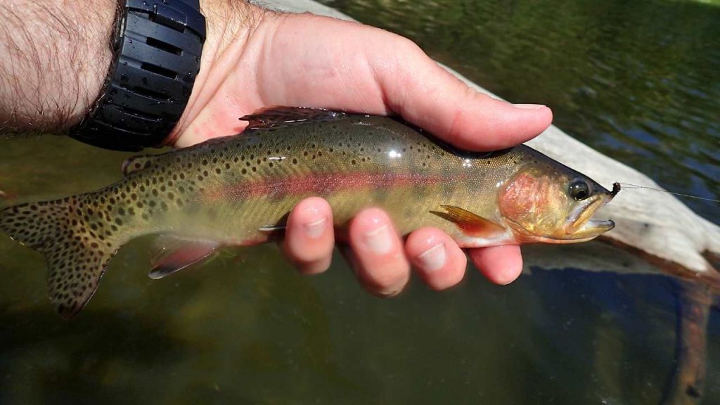 Image of Golden Trout