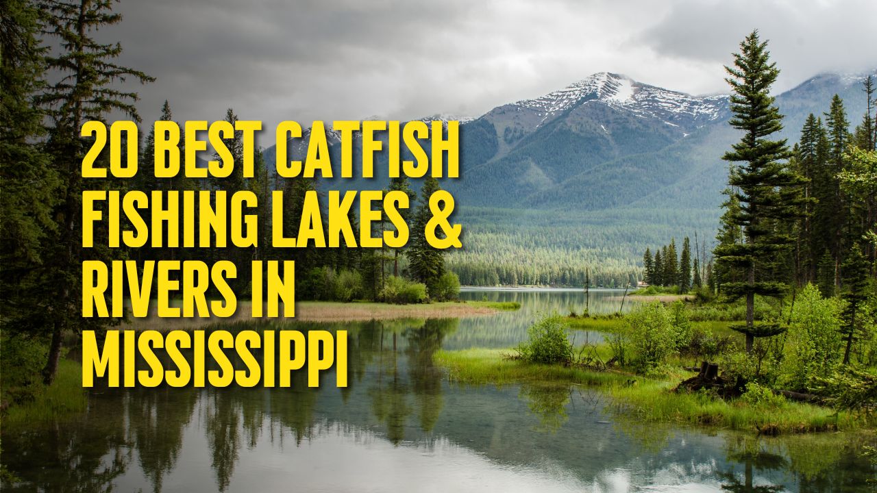 20 Best Catfish Fishing Lakes & Rivers in Mississippi