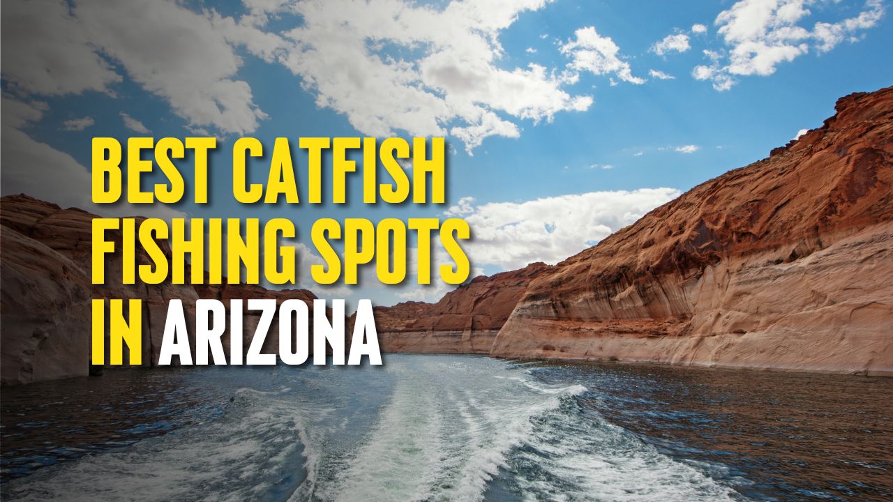 Best Catfish Fishing Spots in Arizona