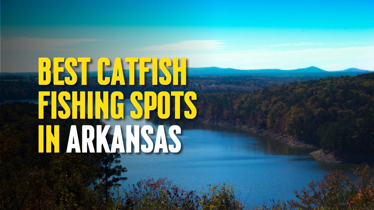 Best Catfish Fishing Spots in Arkansas