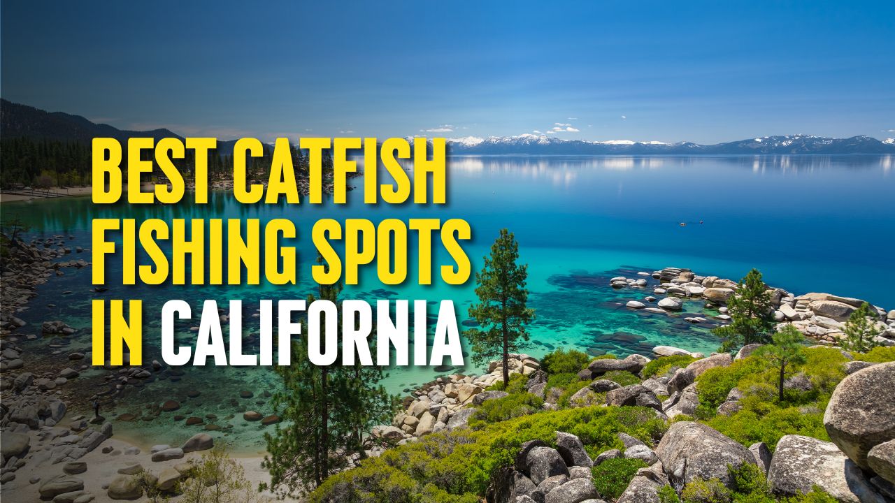 Best Catfish Fishing Spots in California