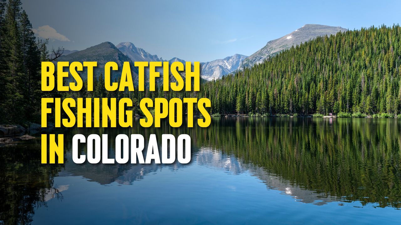 Best Catfish Fishing Spots in Colorado