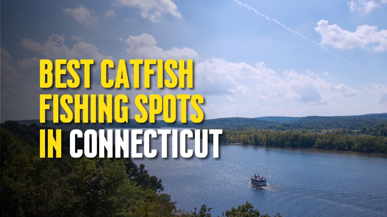 Best Catfish Fishing Spots in Connecticut