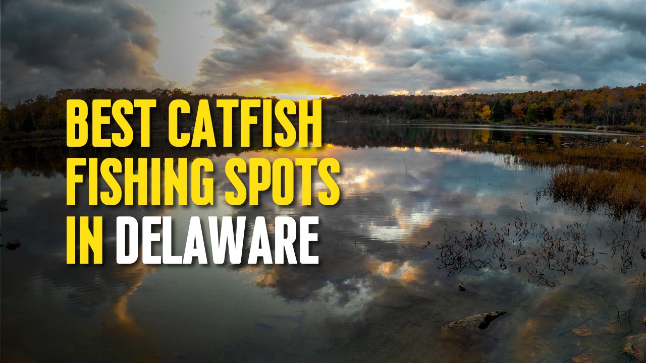 Best Catfish Fishing Spots in Delaware