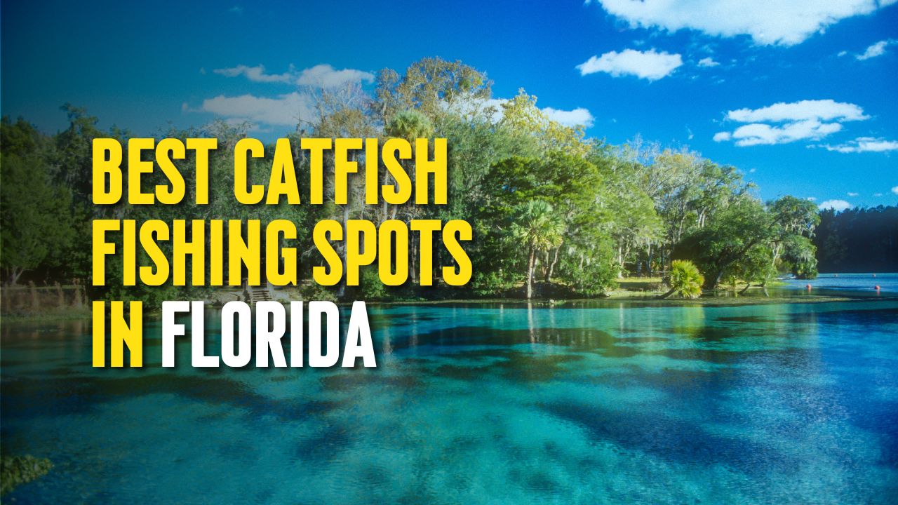 Best Catfish Fishing Spots in Florida