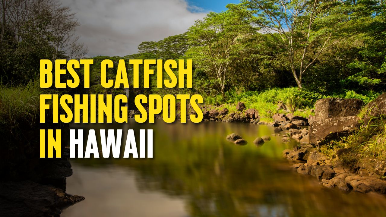 Best Catfish Fishing Spots in Hawaii