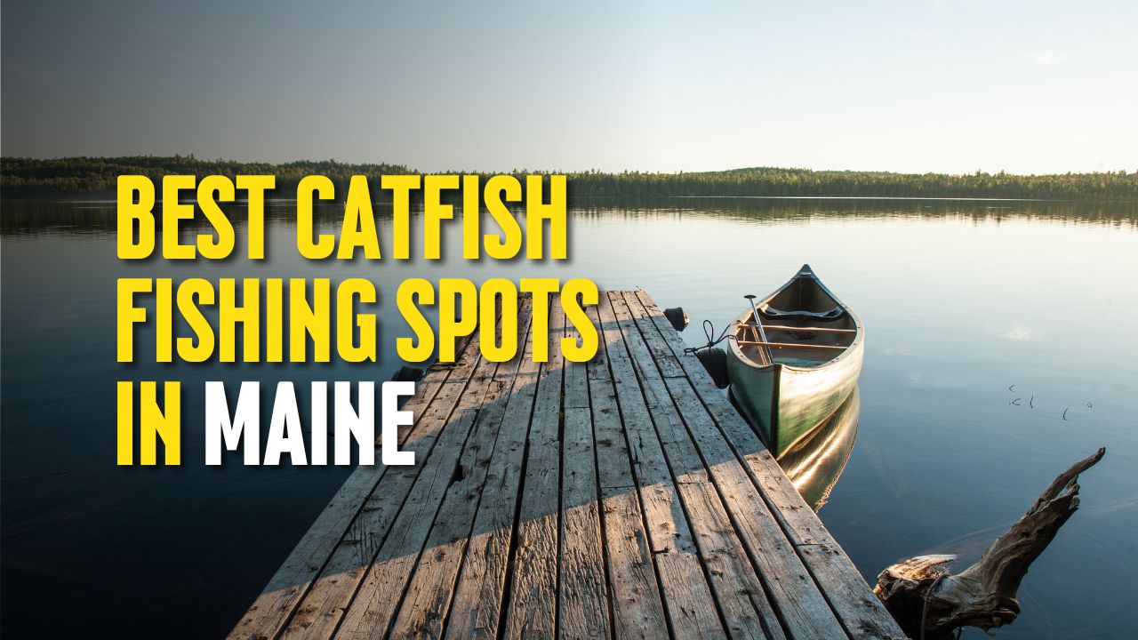 Best Catfish Fishing Spots in Maine