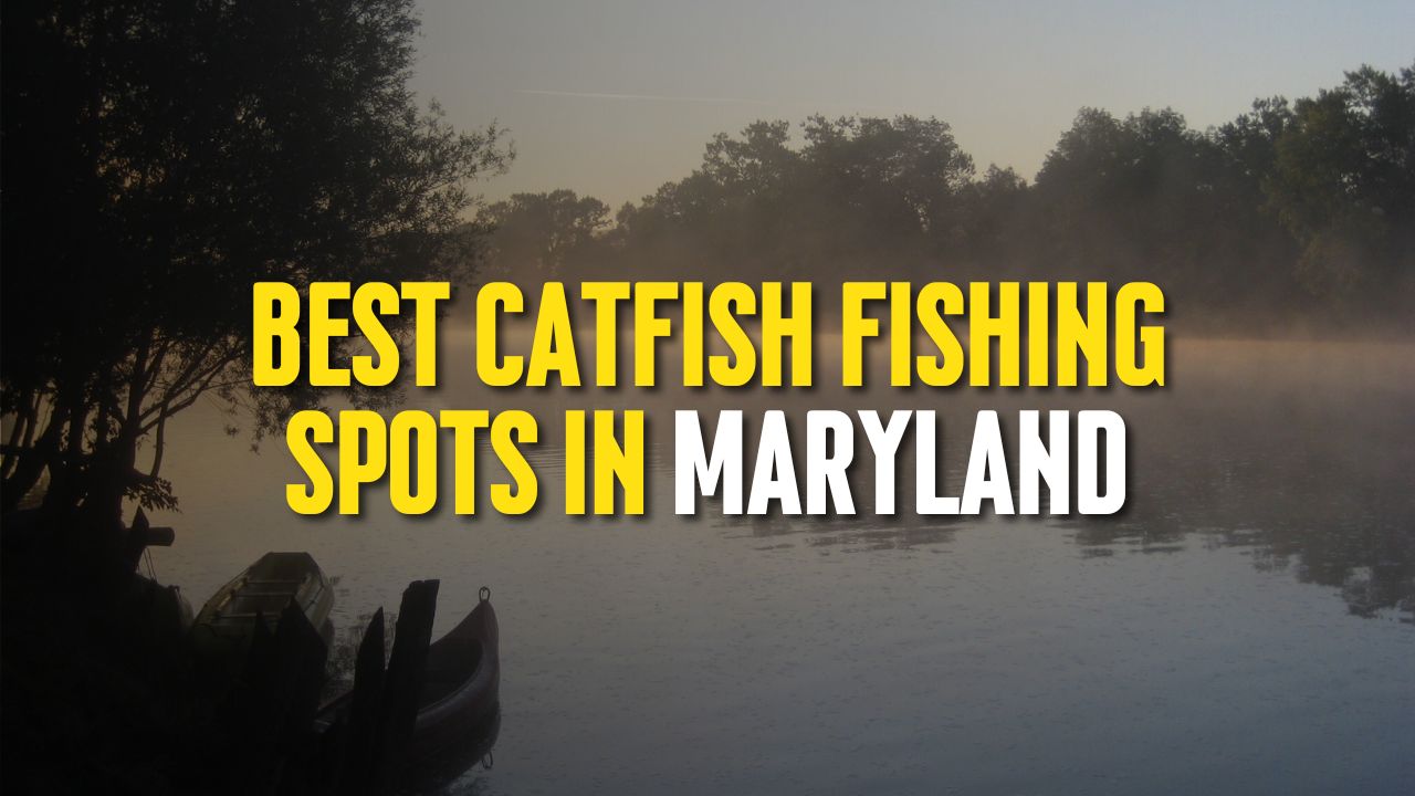 Best Catfish Fishing Spots in Maryland