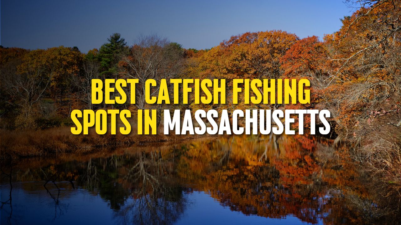 Best Catfish Fishing Spots in Massachusetts