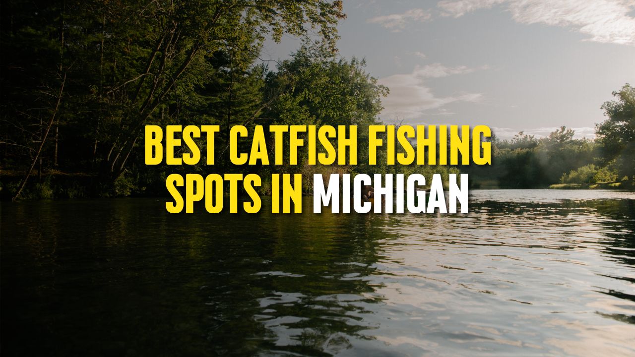 Best Catfish Fishing Spots in Michigan