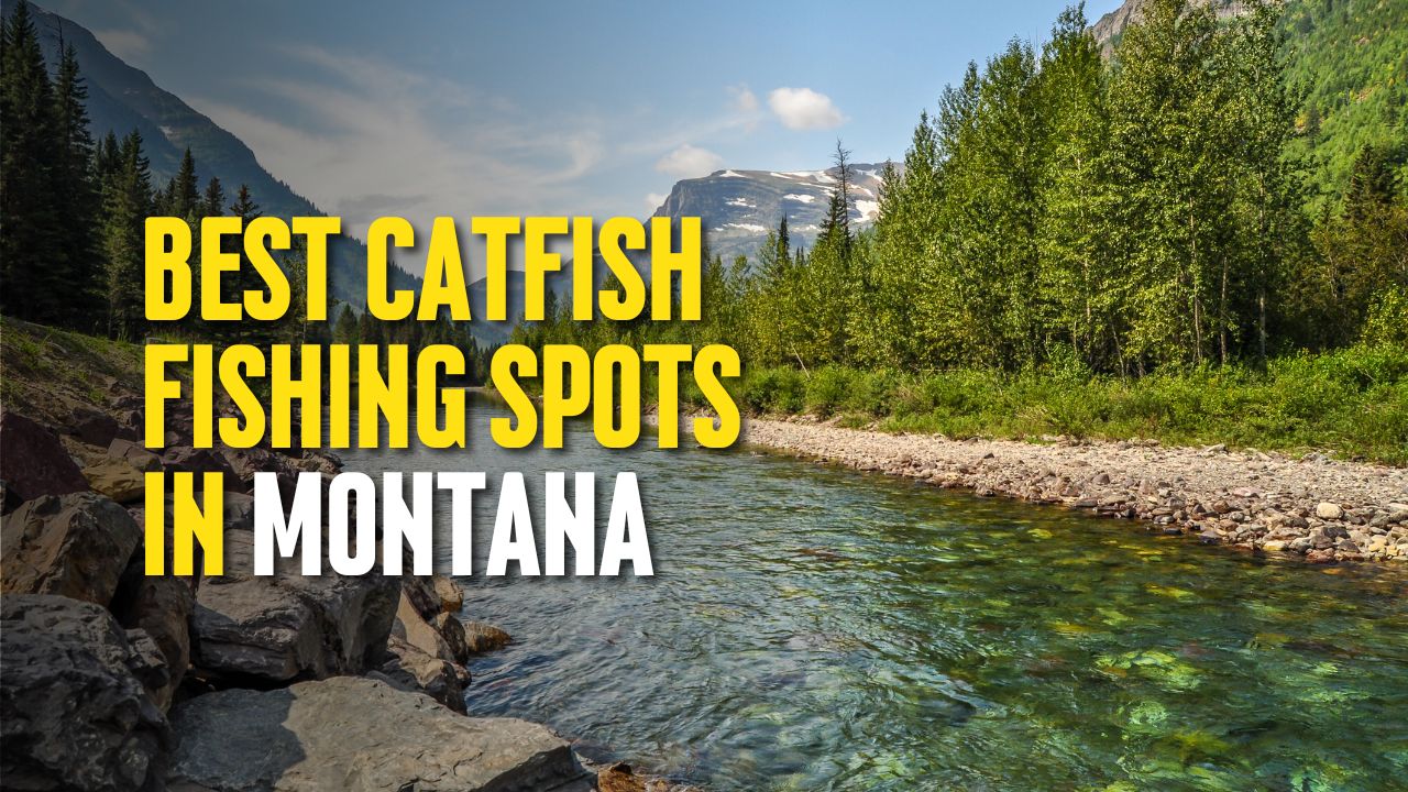 Best Catfish Fishing Spots in Montana