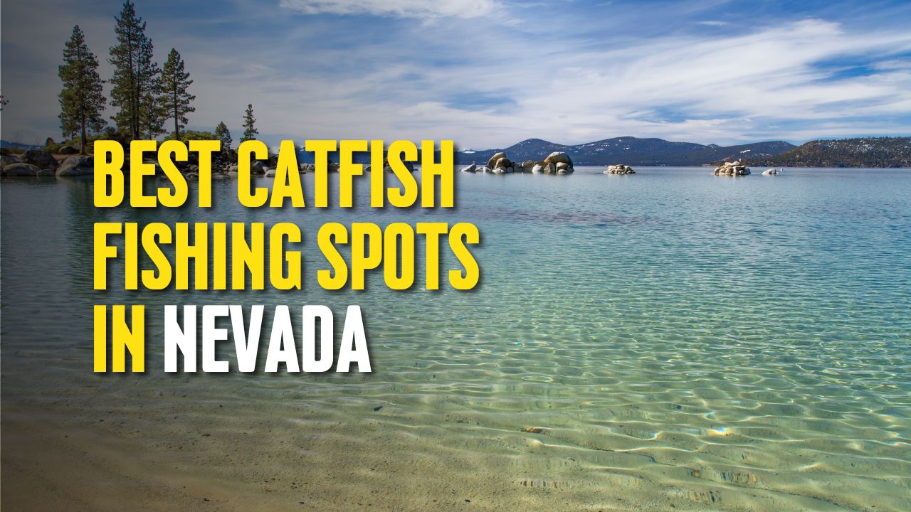 Best Catfish Fishing Spots in Nevada