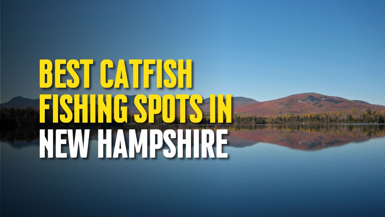 Best Catfish Fishing Spots in New Hampshire