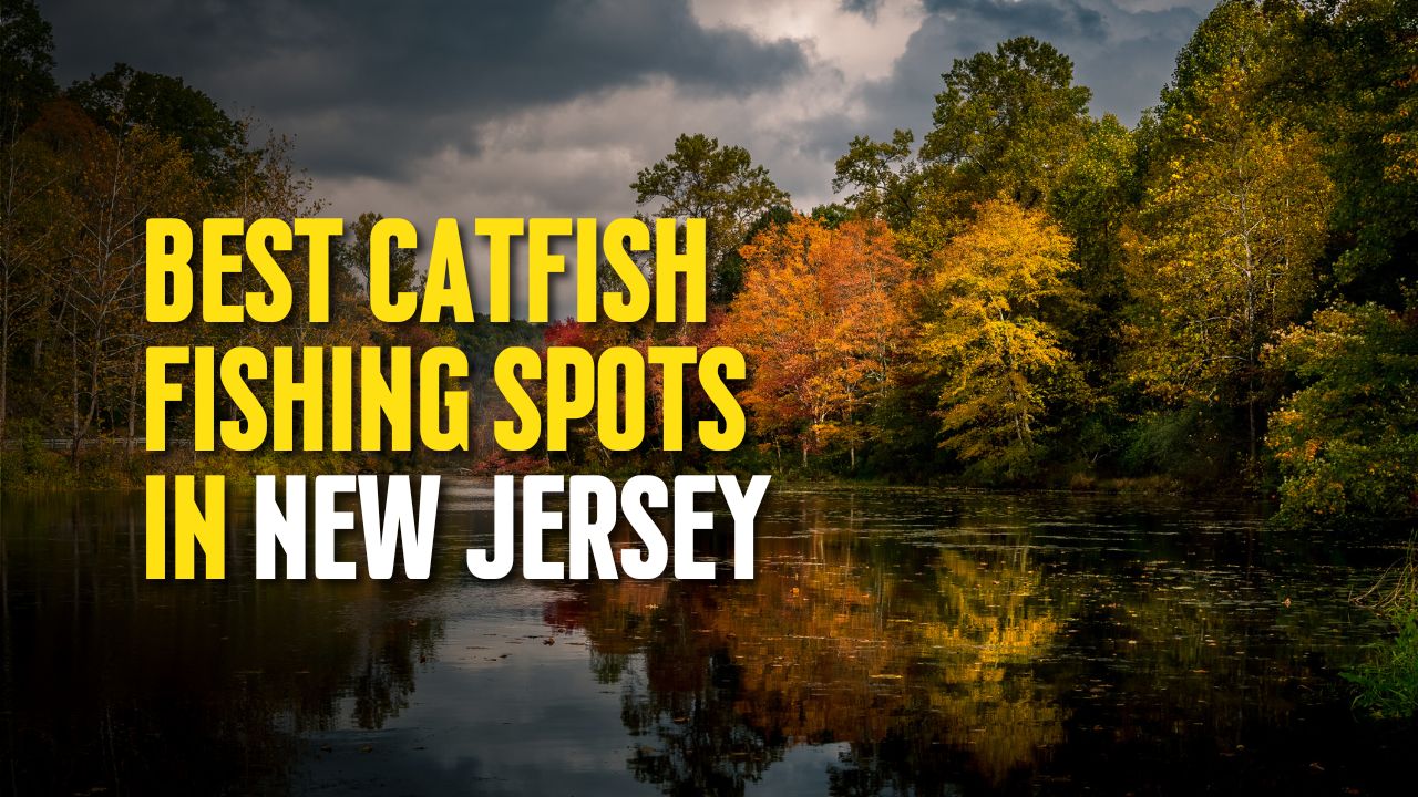 Best Catfish Fishing Spots in New Jersey