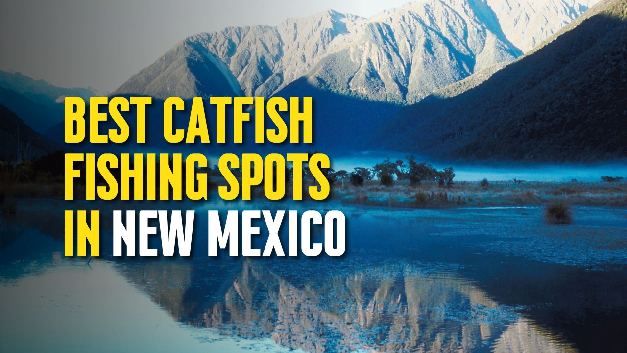 Best Catfish Fishing Spots in New Mexico