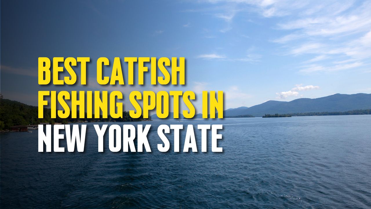 Best Catfish Fishing Spots in New York State