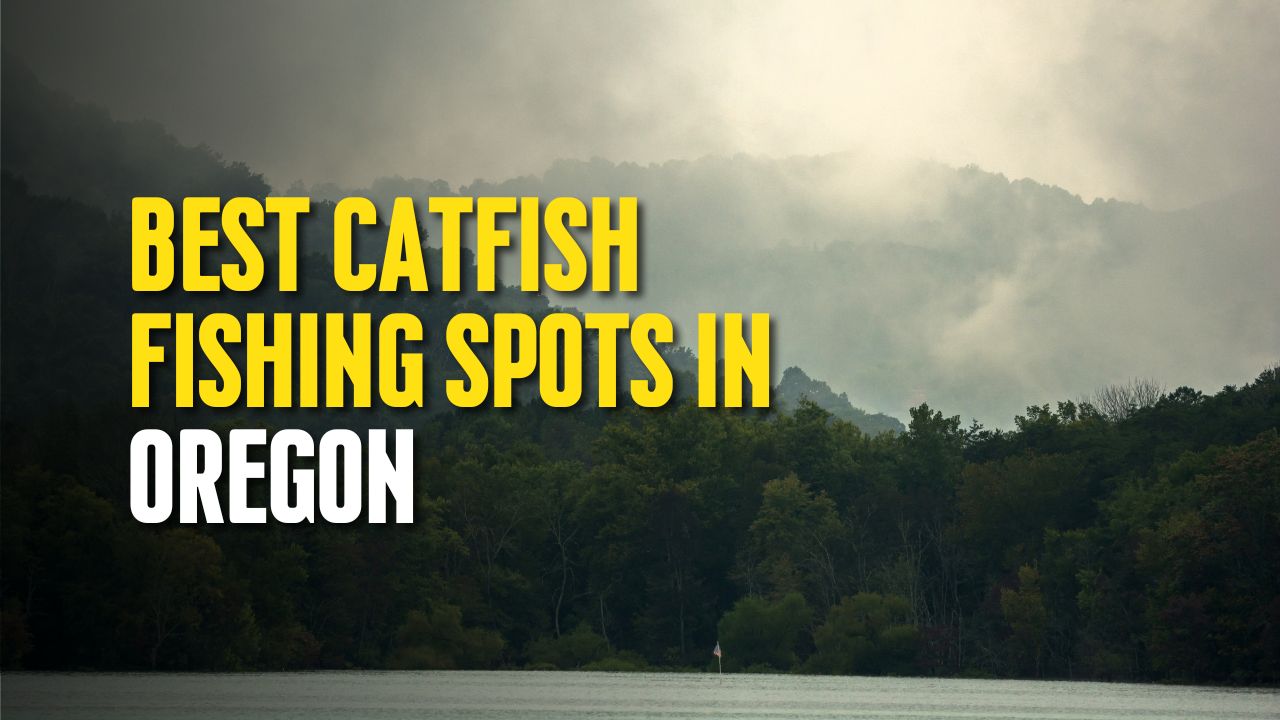 Best Catfish Fishing Spots in Oregon