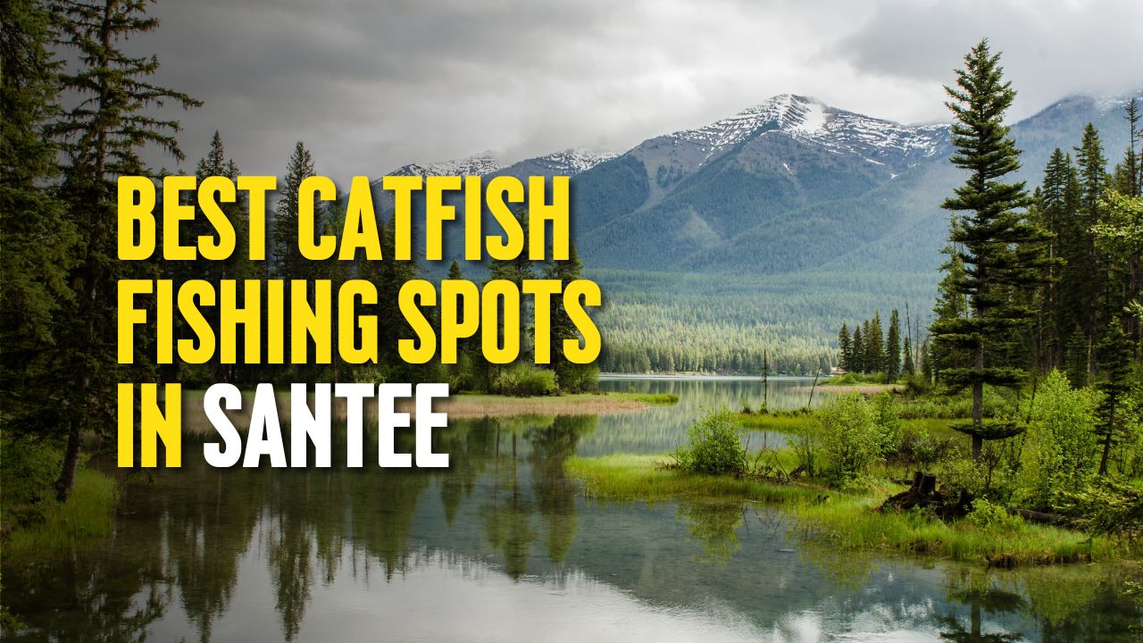 Best Catfish Fishing Spots in Santee