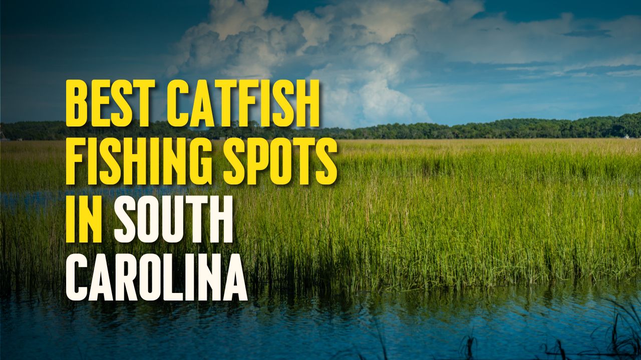 Best Catfish Fishing Spots in South Carolina