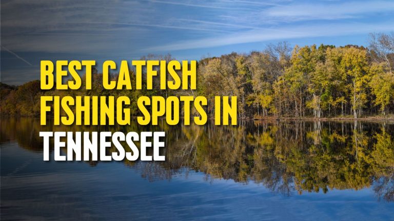 Best Catfish Fishing Spots in Tennessee