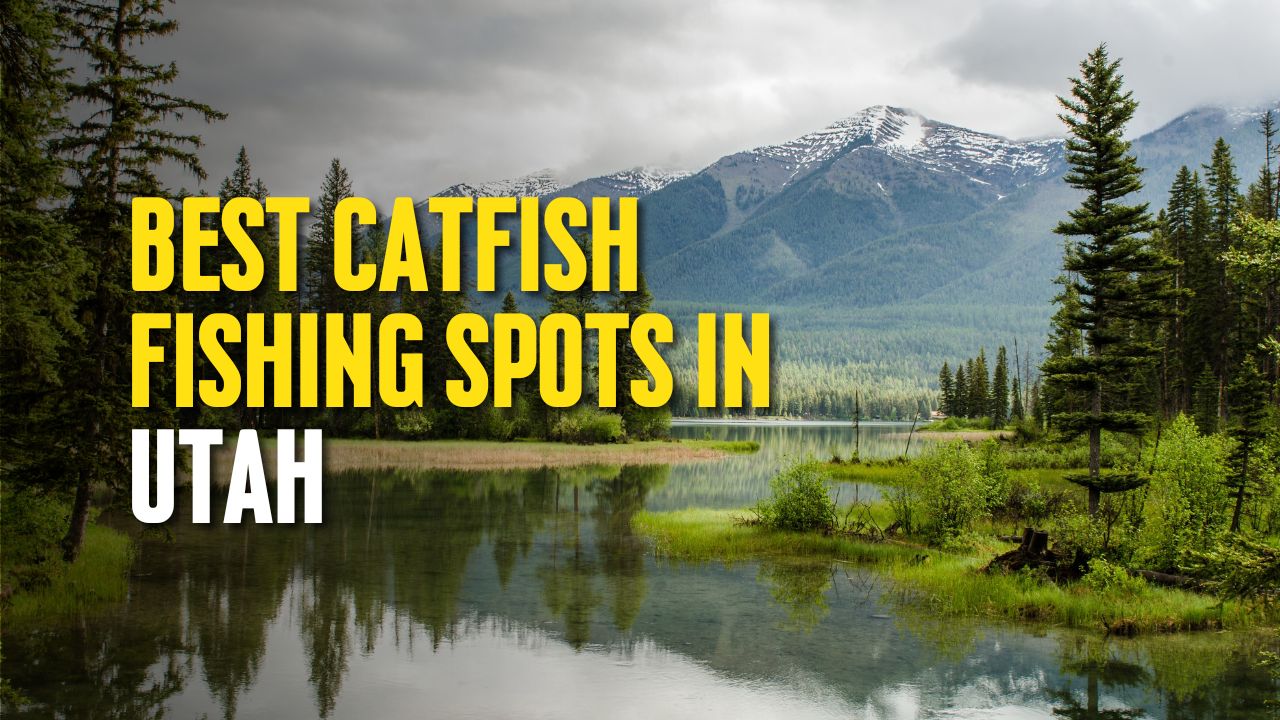 Best Catfish Fishing Spots in Utah