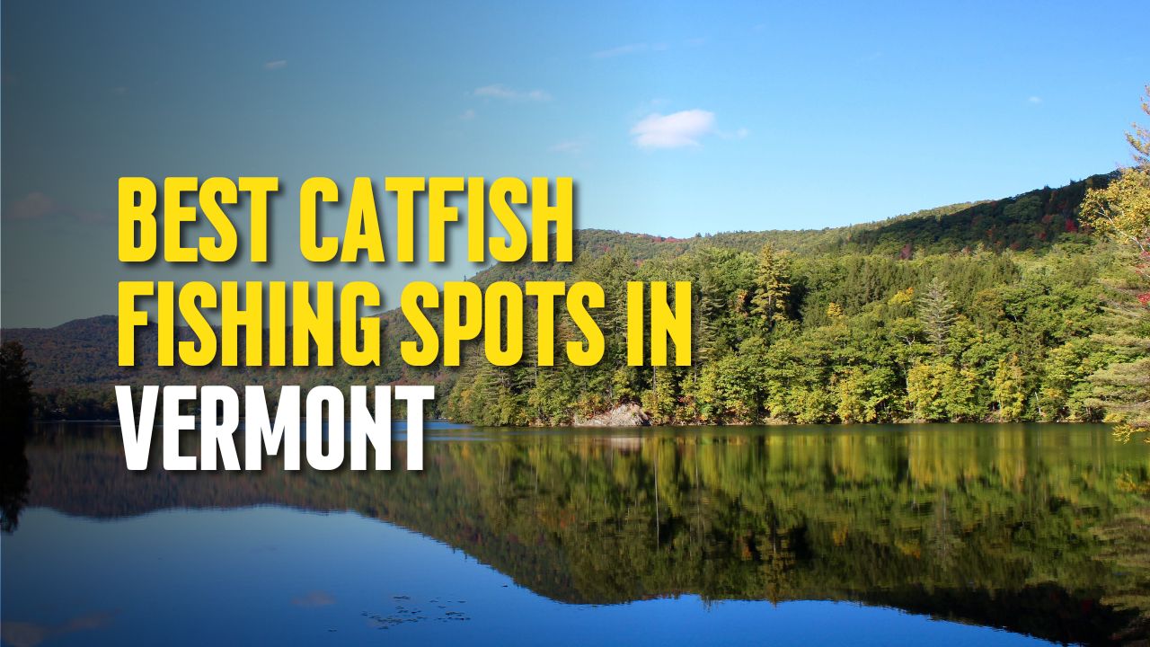 Best Catfish Fishing Spots in Vermont