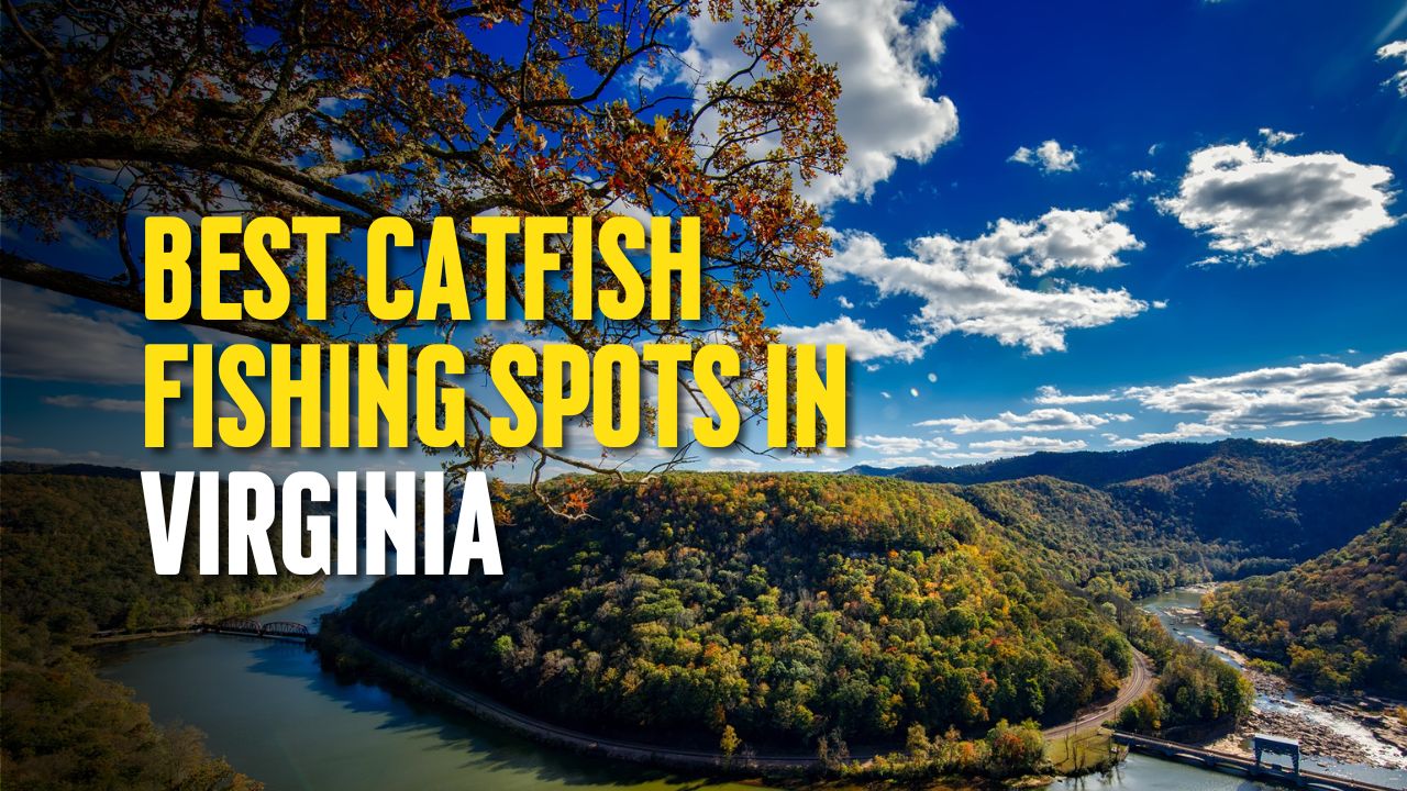 Best Catfish Fishing Spots in Virginia