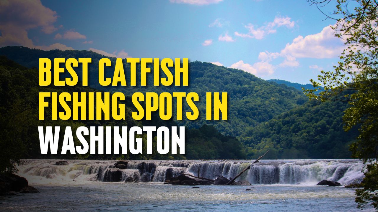 Best Catfish Fishing Spots in Washington