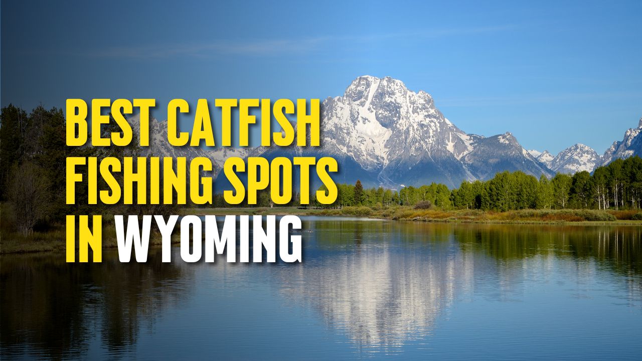 Best Catfish Fishing Spots in Wyoming