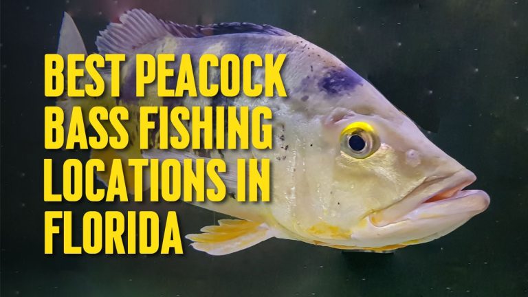 Best Peacock Bass Fishing Locations in Florida
