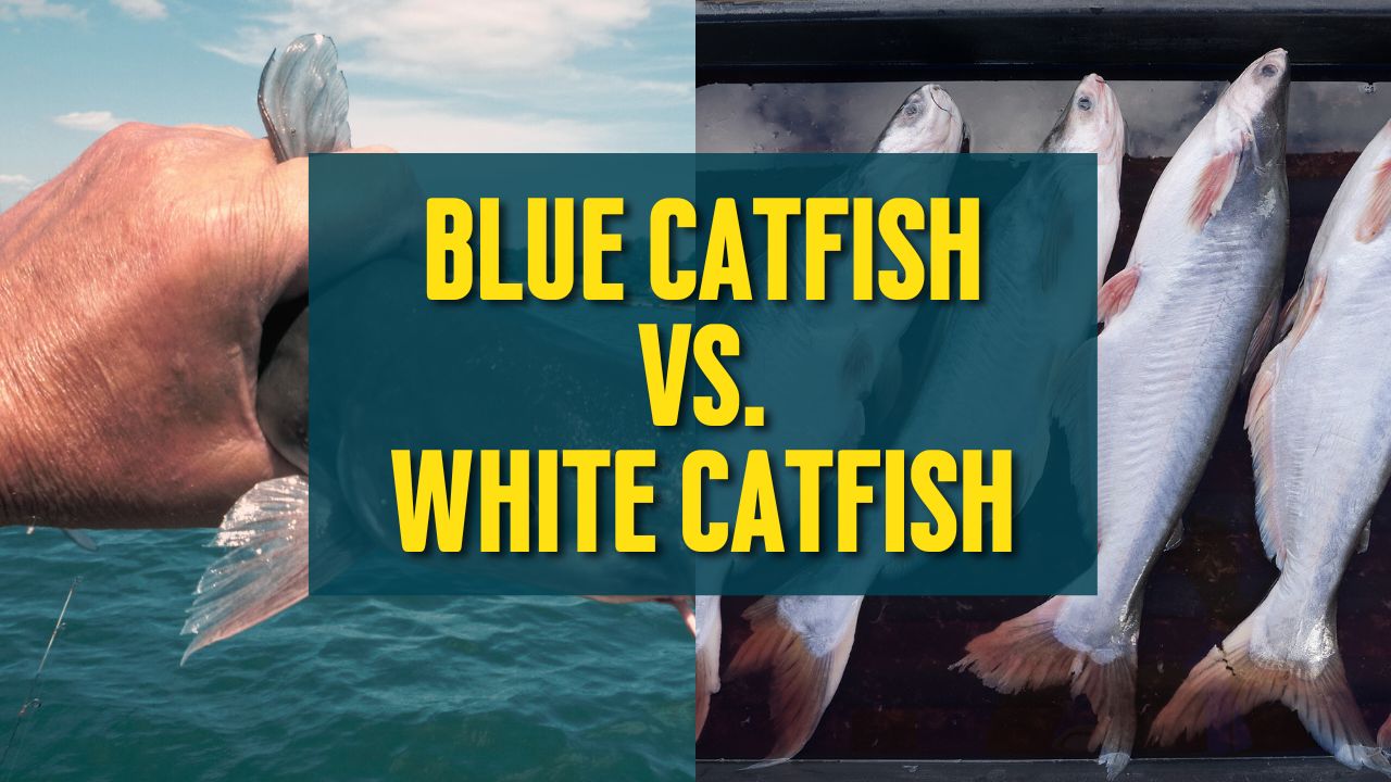 Blue Catfish vs White Catfish