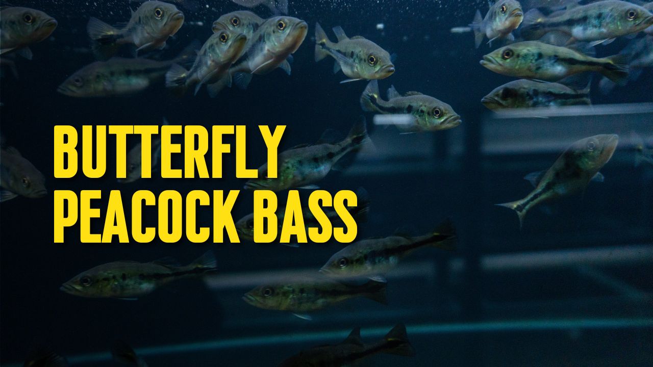 Butterfly Peacock Bass