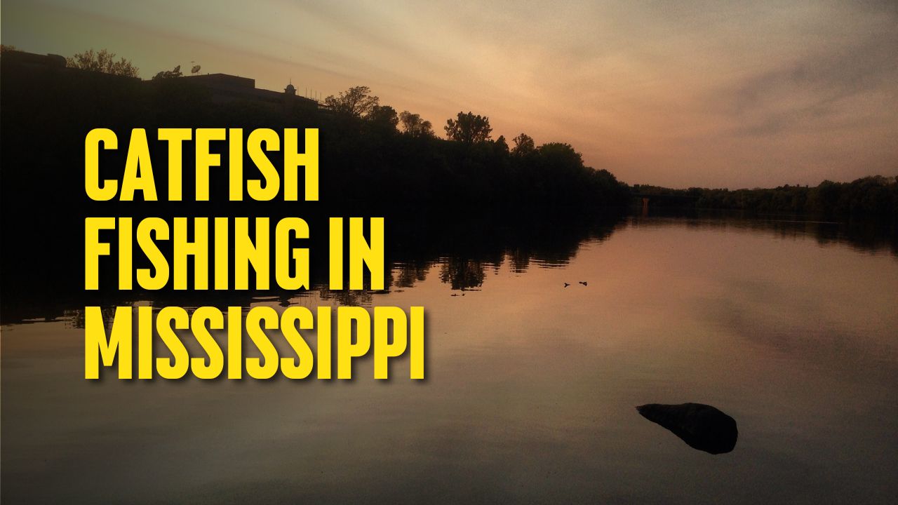 Catfish Fishing in Mississippi