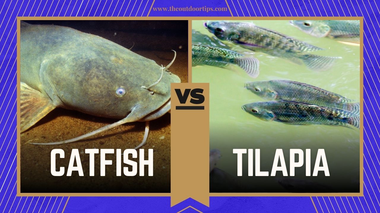 Catfish vs. Tilapia