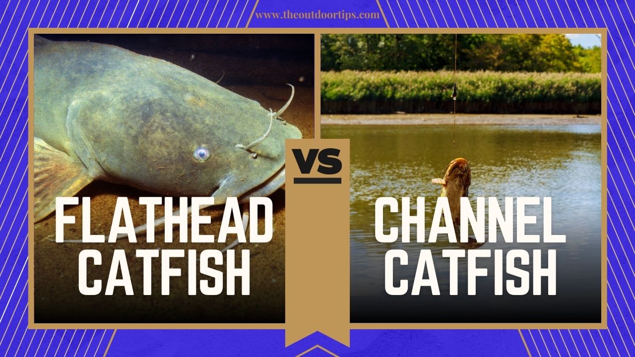 Channel Catfish vs. Flathead Catfish