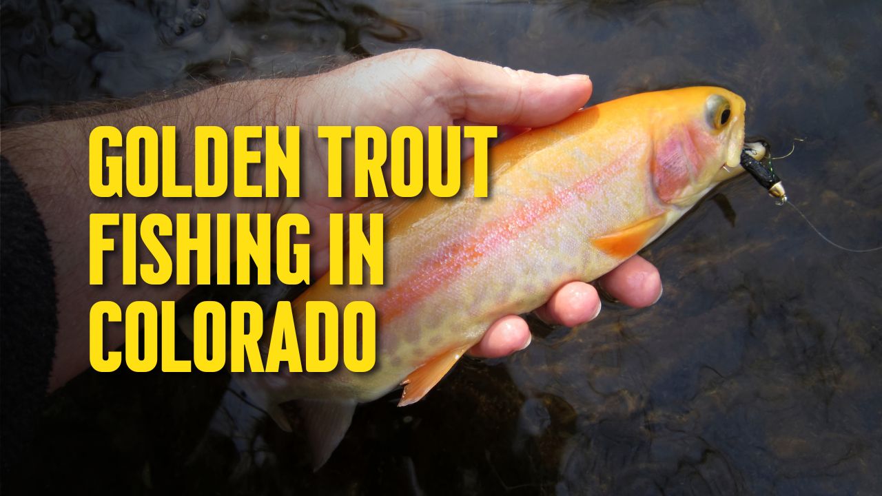 Golden Trout Fishing in Colorado