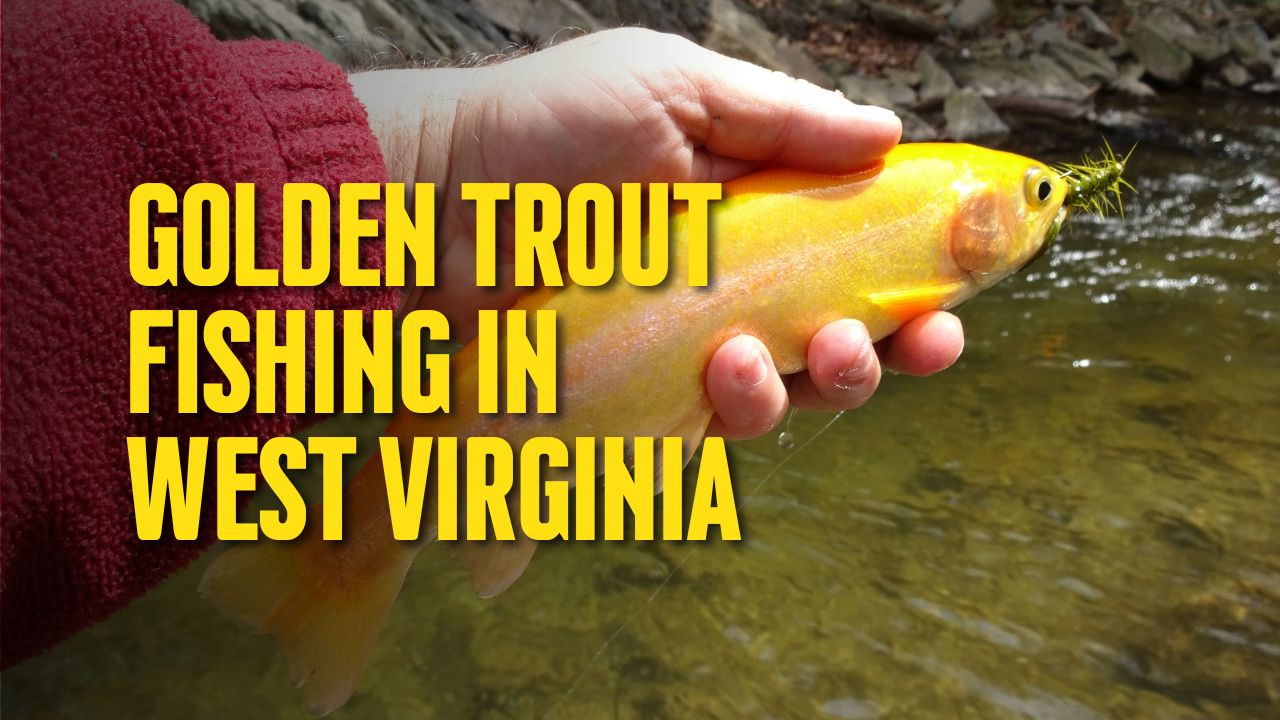 Golden Trout Fishing in West Virginia