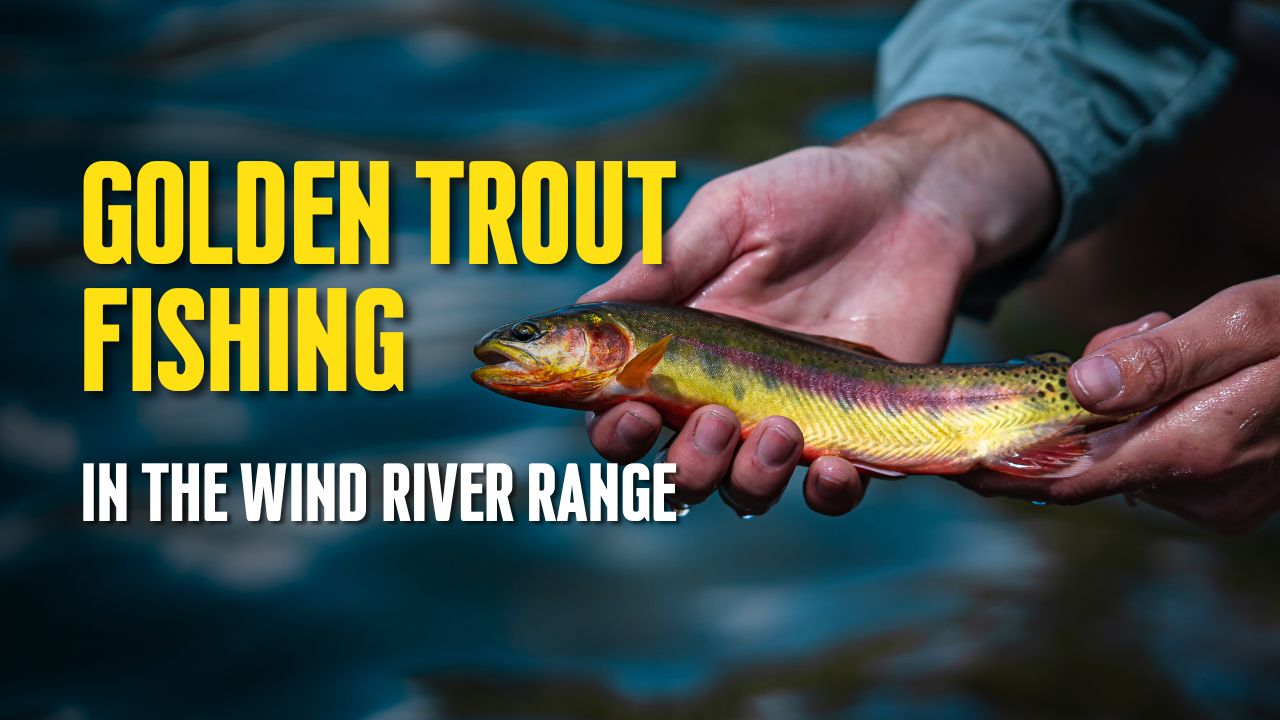 Golden Trout Fishing in the Wind River Range