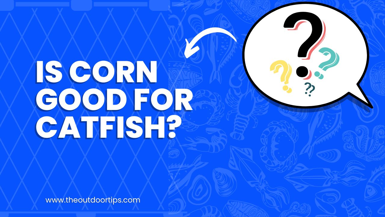 Is Corn Good for Catfish?