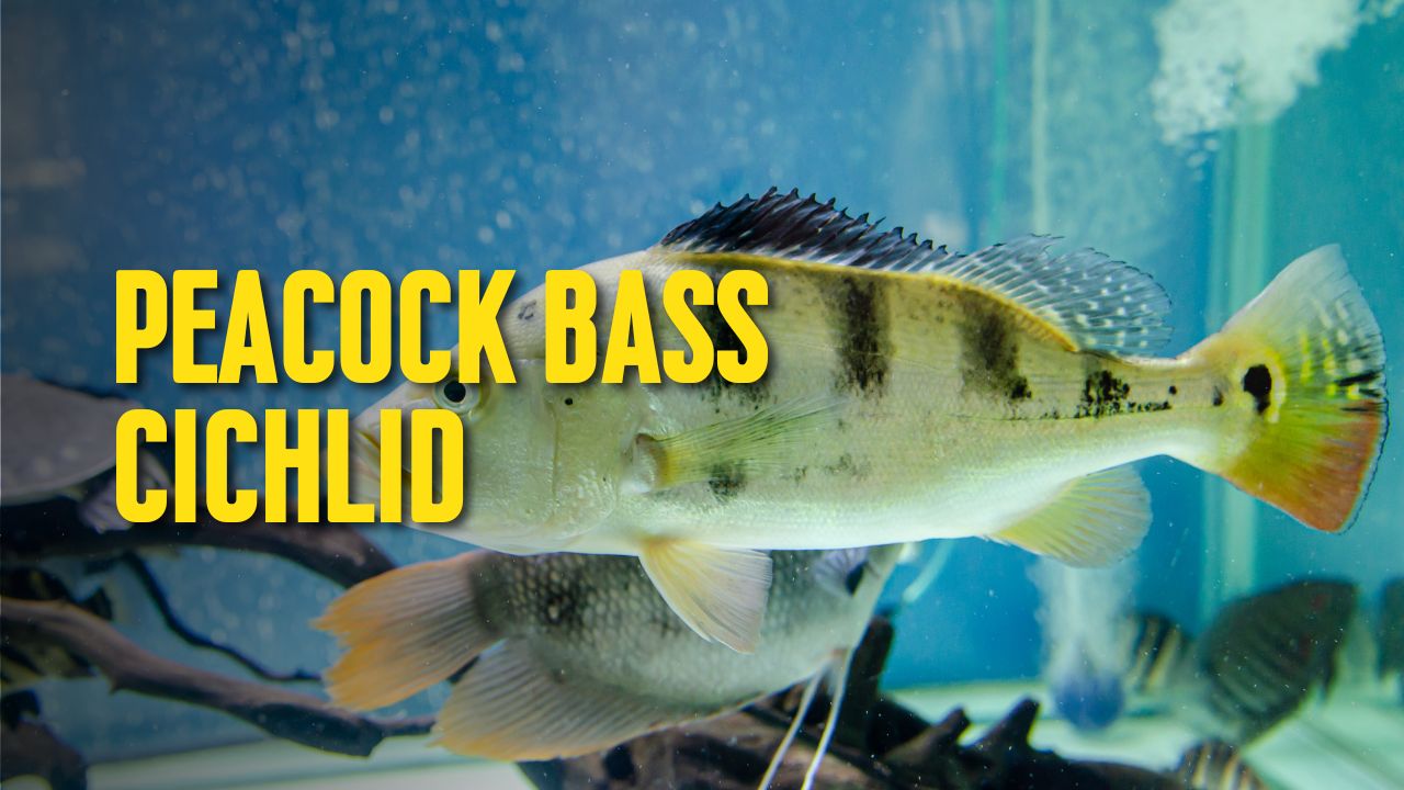 Peacock Bass Cichlid