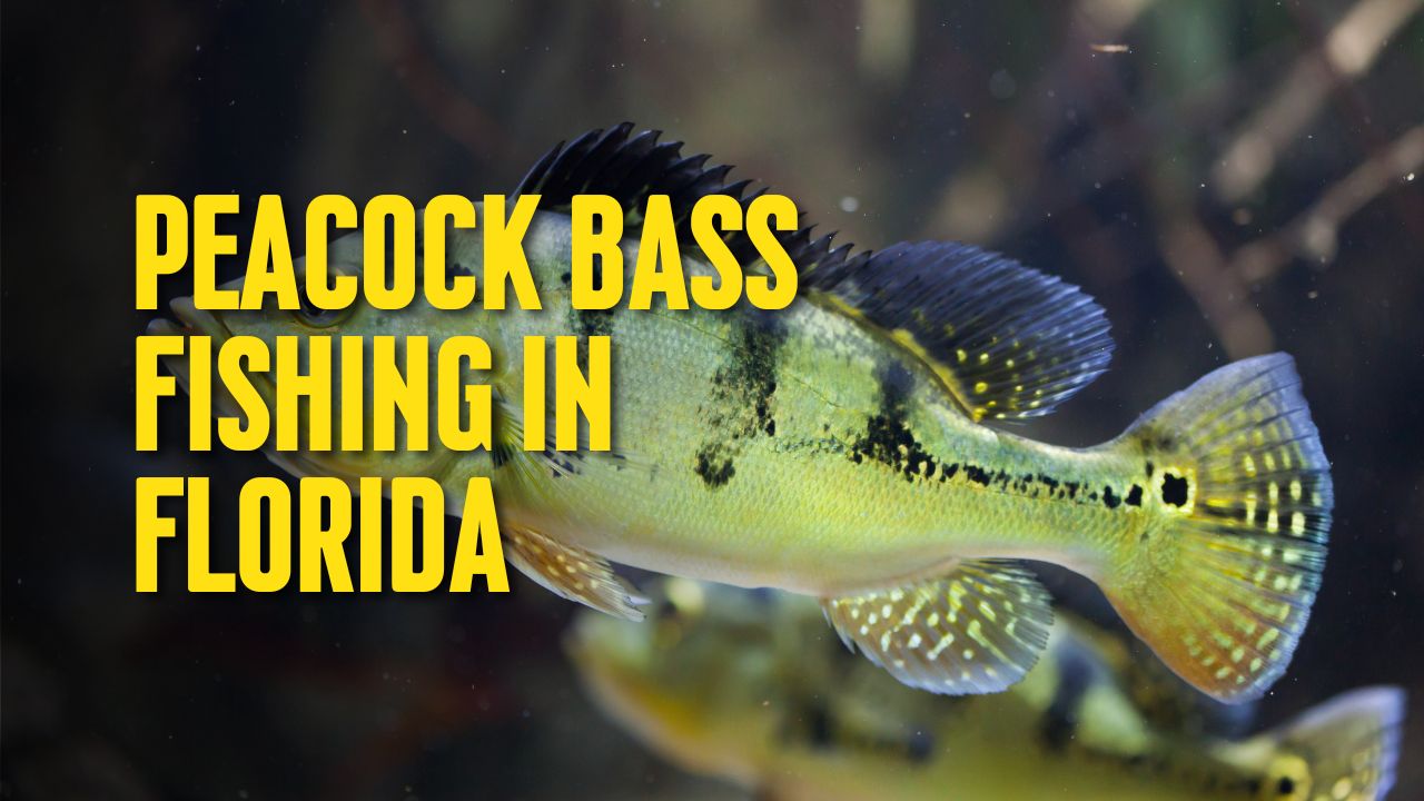 Peacock Bass Fishing in Florida