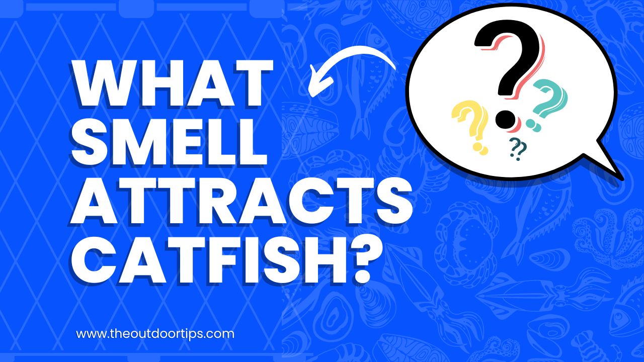 What Smell Attracts Catfish?