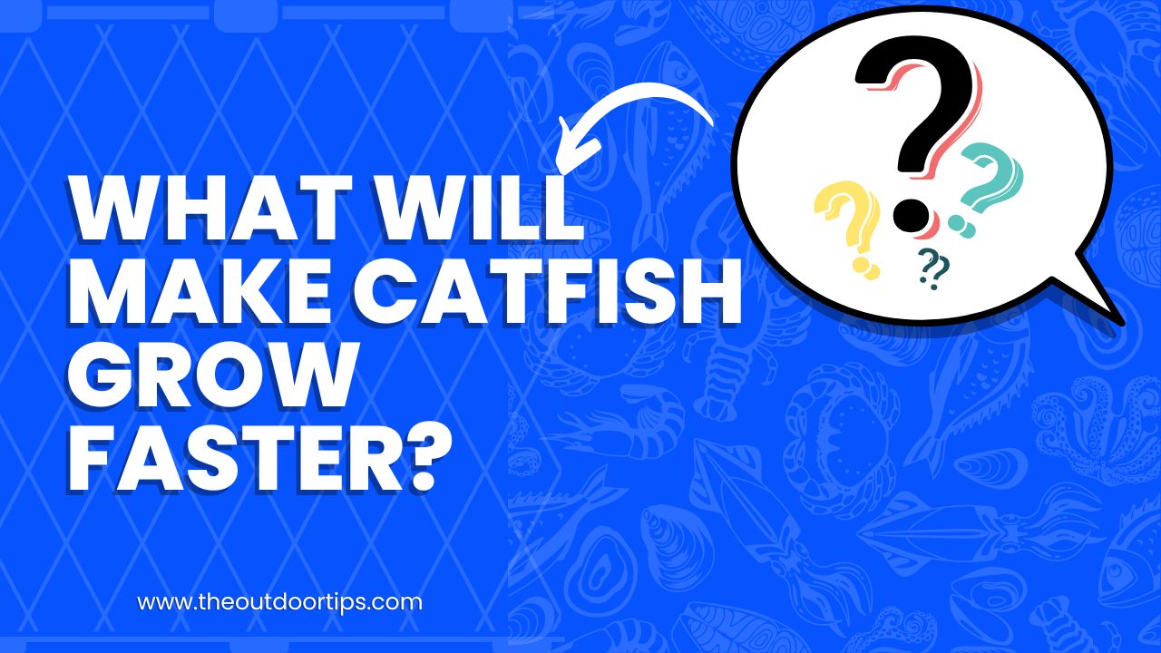 What Will Make Catfish Grow Faster?