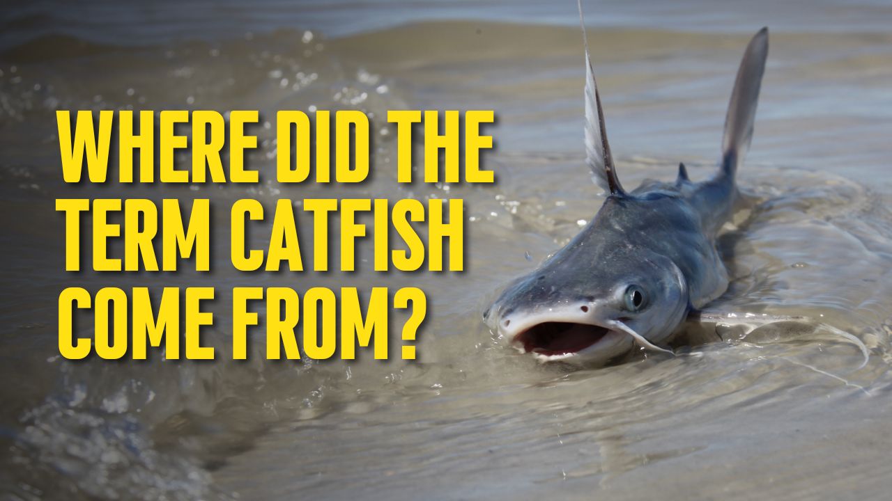 where-did-the-term-catfish-come-from-the-outdoor-tips