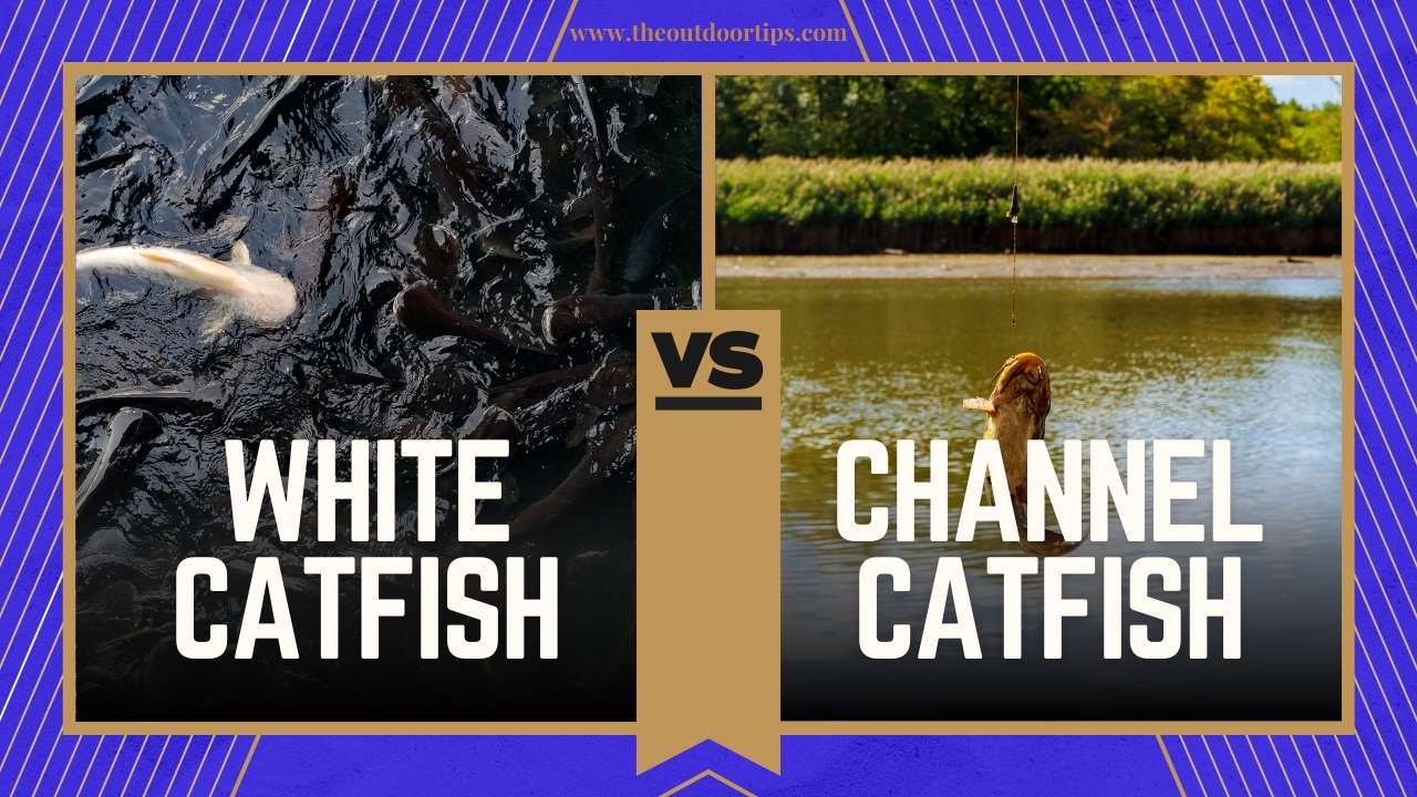 White Catfish vs. Channel Catfish