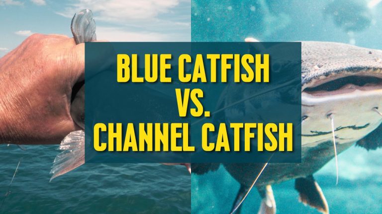 Blue Catfish vs Channel Catfish: What are the Differences?